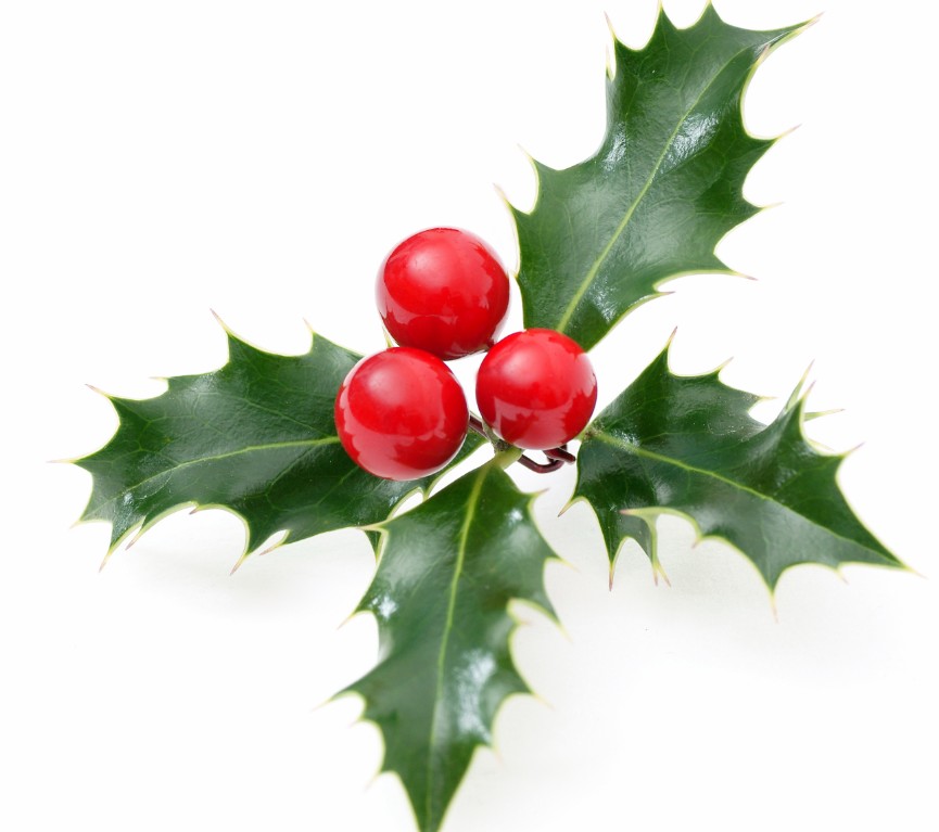 Global Innovator Award Presented to Sam Bousfield on Capitol Hill, a christmas plant